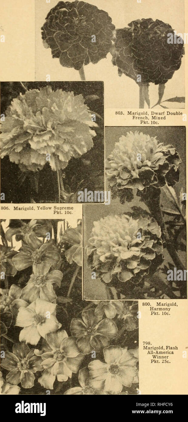 Bolgiano S Capitol City Seeds For 1946 Nurseries Horticulture - nurseries horticulture catalogs bulbs plants catalogs vegetables catalogs garden tools catalogs seeds catalogs kochia a 778 childsi
